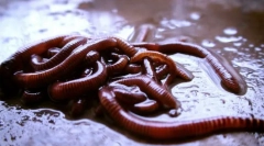 Worms. Stanovanje, okroglo, prstan